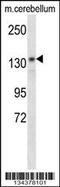 POLG antibody, 58-118, ProSci, Western Blot image 