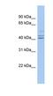 Protein Interacting With Cyclin A1 antibody, NBP1-56723, Novus Biologicals, Western Blot image 