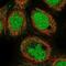 N-Terminal EF-Hand Calcium Binding Protein 1 antibody, NBP1-84005, Novus Biologicals, Immunofluorescence image 