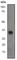 Cyclin Dependent Kinase 5 antibody, ab40773, Abcam, Western Blot image 