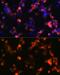 Glutamate Ionotropic Receptor AMPA Type Subunit 2 antibody, GTX03195, GeneTex, Immunofluorescence image 