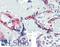 Perilipin-2 antibody, LS-C141379, Lifespan Biosciences, Immunohistochemistry frozen image 