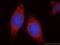 Guanylate Cyclase Activator 2B antibody, 18113-1-AP, Proteintech Group, Immunofluorescence image 