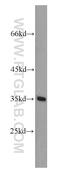 Developmental Pluripotency Associated 2 antibody, 12689-1-AP, Proteintech Group, Western Blot image 