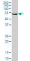 Glycerate Kinase antibody, H00132158-M02, Novus Biologicals, Western Blot image 