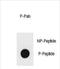 TSC Complex Subunit 1 antibody, PA5-72379, Invitrogen Antibodies, Dot Blot image 