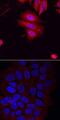 SMAD2 antibody, AF3797, R&D Systems, Immunofluorescence image 