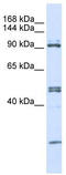 Alanyl-TRNA Synthetase antibody, TA345783, Origene, Western Blot image 
