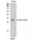 CD40 Molecule antibody, LS-C381003, Lifespan Biosciences, Western Blot image 