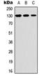 Thrombospondin 2 antibody, orb304627, Biorbyt, Western Blot image 