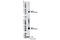 Aldo-Keto Reductase Family 1 Member C2 antibody, 13035S, Cell Signaling Technology, Western Blot image 