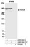 Sacsin Molecular Chaperone antibody, A305-326A, Bethyl Labs, Immunoprecipitation image 