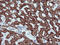 Zinc finger and SCAN domain-containing protein 21 antibody, LS-C174693, Lifespan Biosciences, Immunohistochemistry paraffin image 