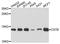 Stefin-B antibody, A3815, ABclonal Technology, Western Blot image 