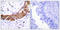 Interleukin 1 Receptor Associated Kinase 1 antibody, LS-C199133, Lifespan Biosciences, Immunohistochemistry paraffin image 