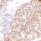 PDS5 Cohesin Associated Factor B antibody, A300-538A, Bethyl Labs, Immunohistochemistry paraffin image 