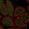 ArfGAP With SH3 Domain, Ankyrin Repeat And PH Domain 3 antibody, NBP2-48551, Novus Biologicals, Immunocytochemistry image 