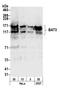 BCL2 Associated Athanogene 6 antibody, A302-038A, Bethyl Labs, Western Blot image 