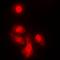 Kinesin Family Member 4A antibody, orb215098, Biorbyt, Immunofluorescence image 