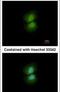 Cilia And Flagella Associated Protein 410 antibody, PA5-31331, Invitrogen Antibodies, Immunofluorescence image 