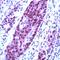 Cullin 1 antibody, PA5-32370, Invitrogen Antibodies, Immunohistochemistry frozen image 