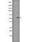 Gastrin Releasing Peptide Receptor antibody, abx147481, Abbexa, Western Blot image 