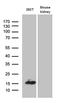 Coiled-Coil-Helix-Coiled-Coil-Helix Domain Containing 10 antibody, LS-C796116, Lifespan Biosciences, Western Blot image 