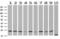 VHL Binding Protein 1 antibody, LS-C796744, Lifespan Biosciences, Western Blot image 