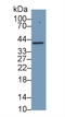 Haptoglobin antibody, LS-C300637, Lifespan Biosciences, Western Blot image 