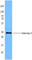 Galectin 3 antibody, 126702, BioLegend, Flow Cytometry image 