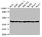 Actin Alpha 1, Skeletal Muscle antibody, CSB-RA001205A0HU, Cusabio, Western Blot image 