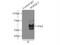 POPDC3 antibody, 11800-1-AP, Proteintech Group, Immunoprecipitation image 