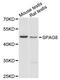 Sperm Associated Antigen 8 antibody, A10518, Boster Biological Technology, Western Blot image 