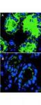 Interleukin 18 antibody, TA319452, Origene, Immunofluorescence image 