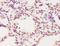 Epithelial Cell Transforming 2 antibody, orb5101, Biorbyt, Immunohistochemistry paraffin image 