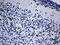 PHD Finger Protein 20 Like 1 antibody, LS-C799660, Lifespan Biosciences, Immunohistochemistry paraffin image 