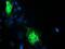 Transmembrane Protein 80 antibody, GTX83506, GeneTex, Immunofluorescence image 