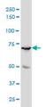 MYB Proto-Oncogene Like 2 antibody, H00004605-M01, Novus Biologicals, Western Blot image 