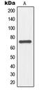 Nuclear Factor, Erythroid 2 Like 3 antibody, GTX55916, GeneTex, Western Blot image 