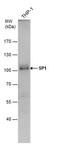 Sp1 Transcription Factor antibody, PA5-78175, Invitrogen Antibodies, Western Blot image 