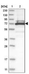 Tripartite Motif Containing 16 antibody, NBP1-84921, Novus Biologicals, Western Blot image 