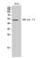 DNA Polymerase Delta 3, Accessory Subunit antibody, PA5-50951, Invitrogen Antibodies, Western Blot image 