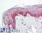 Protein Regulator Of Cytokinesis 1 antibody, LS-B8823, Lifespan Biosciences, Immunohistochemistry paraffin image 