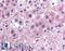 Interleukin-25 antibody, LS-B123, Lifespan Biosciences, Immunohistochemistry frozen image 