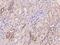 TSC22 Domain Family Member 2 antibody, 203455-T08, Sino Biological, Immunohistochemistry paraffin image 