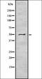 Pancreatic Lipase antibody, orb337244, Biorbyt, Western Blot image 