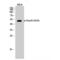 SMAD Family Member 3 antibody, LS-C381199, Lifespan Biosciences, Western Blot image 