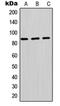 Phosphoinositide-3-Kinase Regulatory Subunit 2 antibody, orb214399, Biorbyt, Western Blot image 