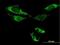 ATPase Family AAA Domain Containing 3B antibody, H00083858-B01P, Novus Biologicals, Immunocytochemistry image 