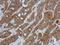 Glutathione S-Transferase Kappa 1 antibody, NBP2-16685, Novus Biologicals, Immunohistochemistry frozen image 